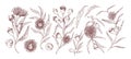 Blooming eucalyptus hand drawn vector illustrations set. Aromatic australian plant twigs with buds and flowers