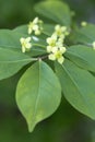 Blooming Euonymus alatus plant