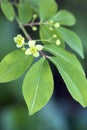 Blooming Euonymus alatus plant Royalty Free Stock Photo