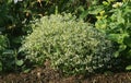 Blooming Euphorbia hypericifolia plant in the park.