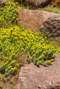 Blooming Euphorbia myrsinites