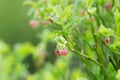 Blooming european blueberry, Vaccinium myrtillus plant Royalty Free Stock Photo