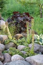 Blooming evergreen groundcover plant Sempervivum known as Houseleek in rockery, vertical image Royalty Free Stock Photo