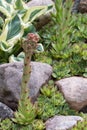 Blooming evergreen groundcover plant Sempervivum known as Houseleek in rockery, vertical image Royalty Free Stock Photo