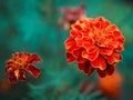 Blooming exotic autumn plants close-up photography Royalty Free Stock Photo