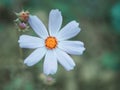 Blooming exotic autumn plants close-up photography Royalty Free Stock Photo