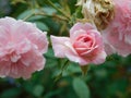 Blooming and faded wild roses