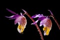 Two Fairy Slipper Flowers on Black