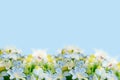 Blooming of fake flower on soft blue background