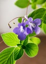 Blooming false African violet plant with nice and soft blurry bokeh background. Royalty Free Stock Photo