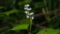 Blooming False lily of the valey, maianthemum bifolium, flowers and leaves, close-up, selective focus, shallow DOF Royalty Free Stock Photo