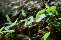 Blooming False lily of the valey, maianthemum bifolium Royalty Free Stock Photo