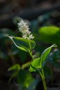 Blooming False lily of the valey, maianthemum bifolium Royalty Free Stock Photo