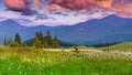 Blooming feather grass in the summer mountains. Royalty Free Stock Photo