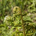 Blooming fern on a field in spring