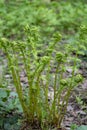 Blooming fern on a in the forest. The concept of unity with nature, peace. Monitoring the growth of fern