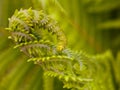 Blooming fern head close-up. Stalks and leaves. Illustration on the theme of the plant world with a floral pattern. Spring, summer