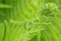 Blooming fern head close-up. Stalks and leaves. Natural backdrop or wallpaper. Light green floral tracery. Spring, summer and warm