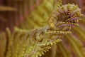 Blooming fern head close-up. Stalks and leaves. Natural background or wallpaper. Green floral pattern. Spring, summer and warm