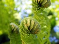 Blooming fern heads close-up on a background of flower beds with blue flowers in blur. The stems and leaves of the plant. Bright