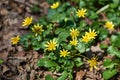 Blooming of Ficaria verna in spring forest on a sunny day