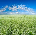Blooming field Royalty Free Stock Photo