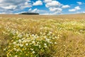 Blooming field Royalty Free Stock Photo