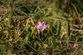 Blooming field bindweed or Convolvulus arvensis L Royalty Free Stock Photo