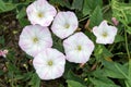 Blooming field bindweed Convolvulus arvensis L. in a summer meadow. Royalty Free Stock Photo