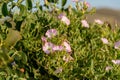 Blooming field bindweed or Convolvulus arvensis L Royalty Free Stock Photo
