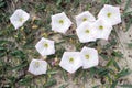 Blooming field bindweed Convolvulus arvensis L. in a summer meadow. Weeds in the garden. Royalty Free Stock Photo