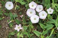 Blooming field bindweed Convolvulus arvensis L. in a summer meadow. Weeds in the garden. Royalty Free Stock Photo