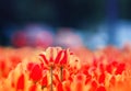 blooming field with bright beautiful Tulip buds grow in the spring in city Park Royalty Free Stock Photo