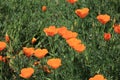 Poppy flowers orange Royalty Free Stock Photo