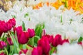 Blooming field of colorful tulips, close up Royalty Free Stock Photo