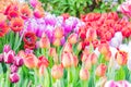 Blooming field of colorful tulips, close up Royalty Free Stock Photo