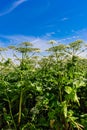 Blooming field of heracleum sosnowskyi on a summer day Royalty Free Stock Photo