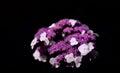 A blooming field hydrangea Hydrangea aspera with purple buds and white flowers, against a dark background and space for text Royalty Free Stock Photo