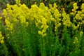 Blooming field of the Lady`s or yellow Bedstraw Galium verum Royalty Free Stock Photo