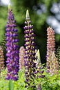 Blooming field of lupine flowers. Violet and pink lupin in meadow. Colorful bunch of lupines summer flower background. Shallow Royalty Free Stock Photo