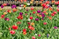 Blooming field of multicolored tulips. Flowering spring garden. Natural background Royalty Free Stock Photo