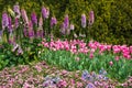 Blooming field of pink flowers with foxgloves and tulips