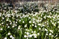 Blooming field of snowdrop flowers