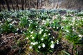 Blooming field of snowdrop flowers