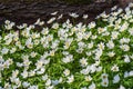 Blooming field of white flowers of wood anemone by old big tree trunk Royalty Free Stock Photo