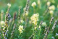 Blooming field of wild flowers Yellow toadflax or Linaria vulgaris flowers