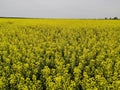 Blooming field with winter rapeseed. May. Royalty Free Stock Photo