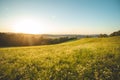 Blooming field of yellow flowers at sunset in the east of the Czech Republic. A peaceful place for relaxation. A touch of nature