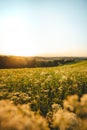 Blooming field of yellow flowers at sunset in the east of the Czech Republic. A peaceful place for relaxation. A touch of nature