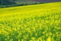 Blooming field of yellow rapeseed